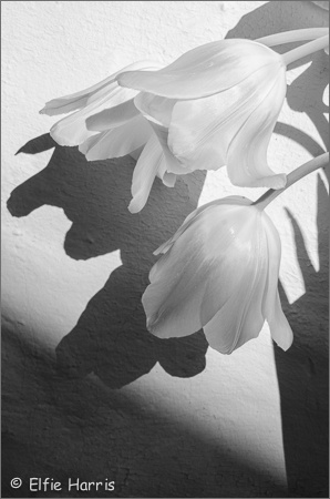 White on white, Tulips with shadows
